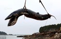 Bí ẩn cá voi "khủng" nặng cả tấn chết thảm, dạt bờ 