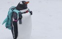 Giữa băng tuyết thơ mộng, chim cánh cụt đeo ba lô nổi như cồn