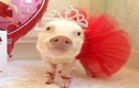 Ngưỡng mộ những chú lợn còn thời trang hơn cả con người