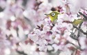 Đẹp tuyệt mỹ chim mắt trắng ẩn hiện dưới hoa anh đào