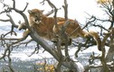 Tưởng mèo lớn mắc kẹt trên cây và sự thật hãi hùng