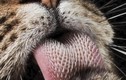 Điều khó tin về lưỡi mèo khiến nhiều người khiếp đảm 
