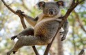 Gấu Koala đực gợi cảm, khoe dáng không kém siêu mẫu 