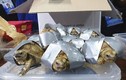Chấn động hơn 1.500 rùa quý hiếm trong hành lý sân bay