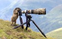 Sóc Marmota háo hức học mót nghề của nhiếp ảnh gia 