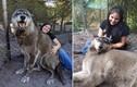 Chó sói khổng lồ bị ung thư và cái kết đẹp