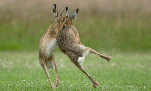 Thỏ nâu hoang dã đánh nhau bạo lực trước khi "yêu"