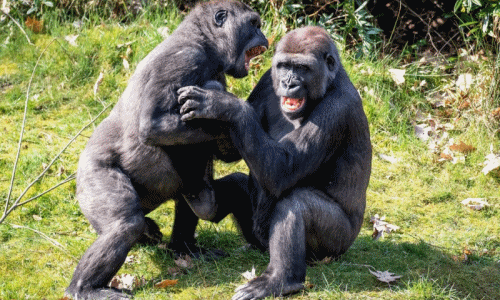 Hài hước tình nhân khỉ đột cười phá “chọc quê” nhiếp ảnh gia