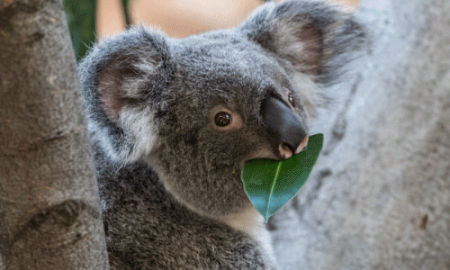 Lạ lùng gấu koala chỉ ngồi không, ăn lá cũng “đốn tim” khách
