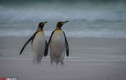 Ảnh hiếm vợ chồng chim cánh cụt trốn con đi "hâm nóng" tình cảm