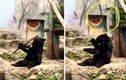 Gấu đen khổng lồ khổ luyện kungfu ai thấy cũng phải cười
