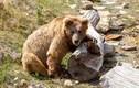 Xót xa gấu nâu bị ép phải nhảy vách núi tự tử