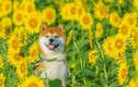 Chú chó khiến người người ghen tị khi khoe sắc bên ngàn hoa