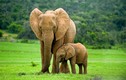 Tấn công voi con, dân làng hứng nộ khí từ voi mẹ 