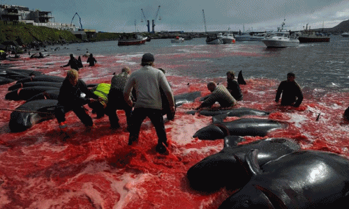 Kinh hoàng biển nhuộm đỏ máu của 250 cá voi hoa tiêu