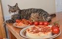 Gặp gỡ chú mèo siêu "chảnh" chỉ ăn pizza và mỳ ống 