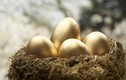 Chim khổng tước đẻ trứng vàng siêu quý hiếm... sự thật ngã ngửa