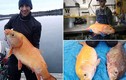 Bắt được cá vàng "thành tinh" gần 100 tuổi, dài cả mét