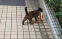 Mèo hoang tự tin bắt cá khiến người xem phát cuồng