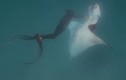 Kinh ngạc cá đuối khổng lồ tìm thợ lặn xin giúp đỡ