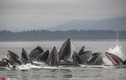 "Băng đảng" cá voi lưng gù giăng lưới săn cá ngoạn mục 