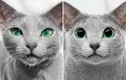 Đẹp ma mị cặp đôi mèo có đôi mắt xanh ngọc lục bảo