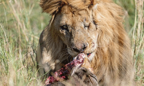 Sư tử một mắt gây "sốc" vì quá giống Scar trong "Vua sư tử"
