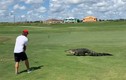 Cá sấu đi ngang thách thức, tay golf hành động lạ lùng 
