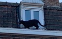 Đứng tim khi thấy báo đen đủng đỉnh đi dạo trên mái nhà giữa phố đông