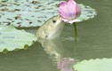 Độc đáo có "1-0-2" cảnh cá chép ăn hoa sen