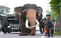 Choáng đội quân vũ trang "khủng" bảo vệ voi cao nhất Sri Lanka
