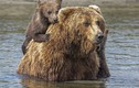 Ấn tượng gấu mẹ bình tĩnh giúp con vượt sông sâu 