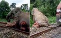 Băng qua đường sắt, voi khổng lồ bỏ mạng đau thương 