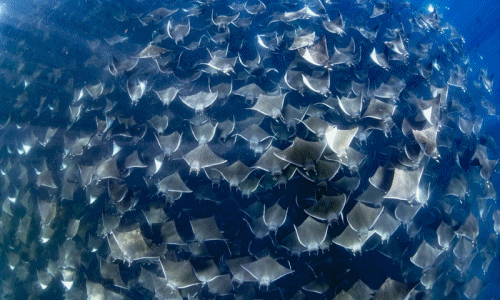 Choáng cảnh hơn 10.000 con cá đuối quây kín đặc vùng biển