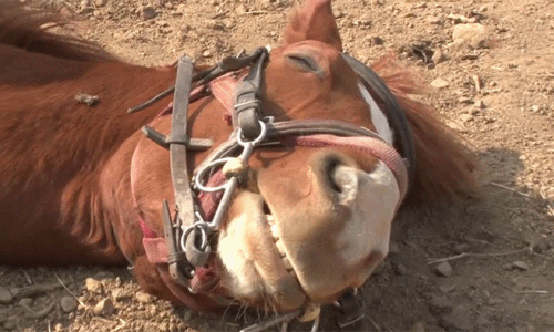 Con ngựa “diễn xuất” bậc nhất thế giới, giả chết suốt vì... lười