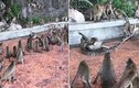 Trăn săn giết khỉ con "bạo lực" và hành động bất ngờ của cả đàn...