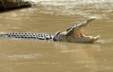 Cá sấu và chiếc vòng cổ lốp xe tử thần gây ám ảnh