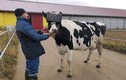 Thú vị chăn nuôi bò sử dụng công nghệ thực tế ảo