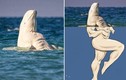 Cá voi trắng beluga "cơ bắp" gây náo loạn, khiến người phát cuồng