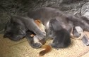 Mèo mẹ nhận nuôi 4 sóc con mồ côi, sống trong ngọt ngào