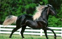 Choáng váng loài ngựa siêu đẹp, đắt ngang chục căn biệt thự "khủng"