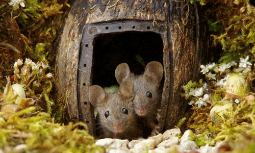 Độc đáo làng cho chuột, sự cảm ơn và nổi tiếng bất ngờ