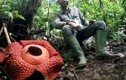 Xôn xao vua hoa xác thối lớn nhất thế giới nở rộ