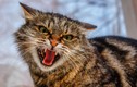 Choáng váng mèo “thành tinh” đánh bại 3 sói hoang bảo vệ nhà