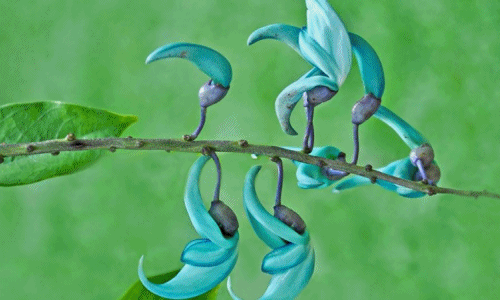 Kỳ bí loài hoa móng vuốt ngọc xanh vừa đẹp vừa đáng sợ