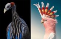 Chùm ảnh chân dung cực nghệ của một số loài chim siêu hiếm