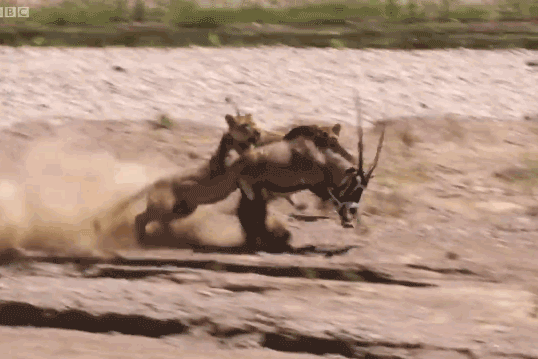 Video: Linh dương sừng thẳng Ả Rập một mình "cân" 2 sư tử