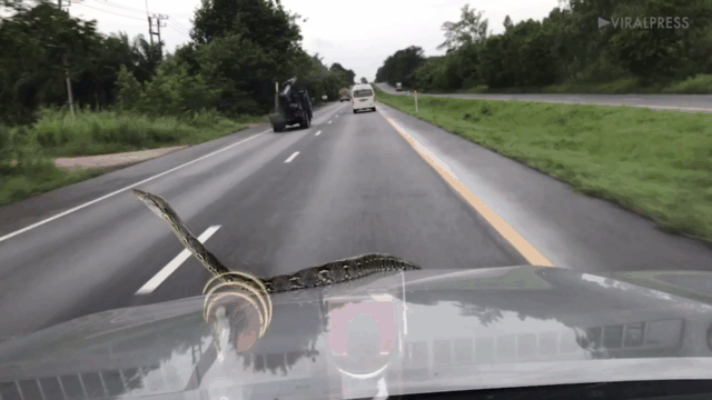 Video: Trăn khủng bò lên nắp ô tô đang chạy khiến tài xế hoảng hồn