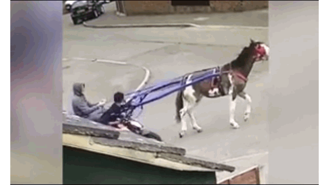 Hài hước cảnh 2 thanh niên mang ngựa đi trộm xe máy