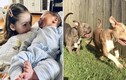 Hãi hùng chó pit bull cắn tử vong hai đứa trẻ